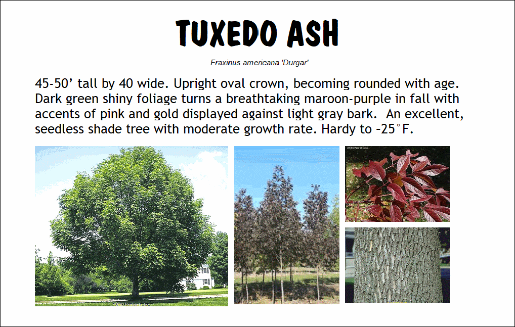 Ash, Tuxedo