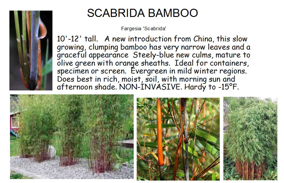 Scabrida Bamboo