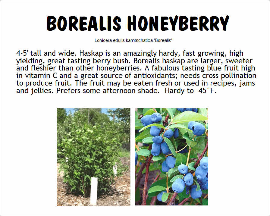Honeyberry, Borealis