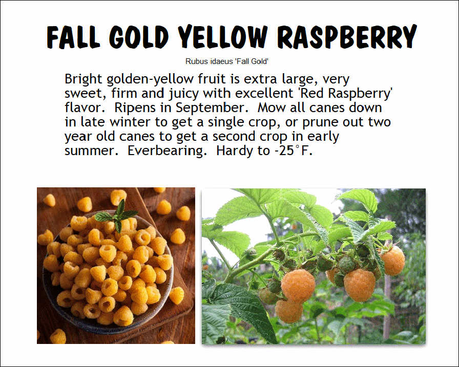 Raspberry, Fallgold Yellow