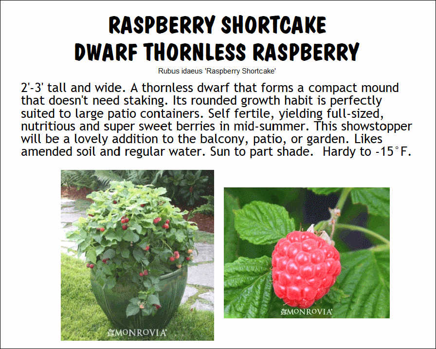 Raspberry, Raspberry Shortcake
