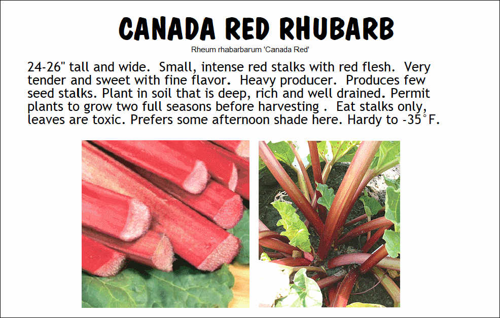Rhubarb, Canada Red