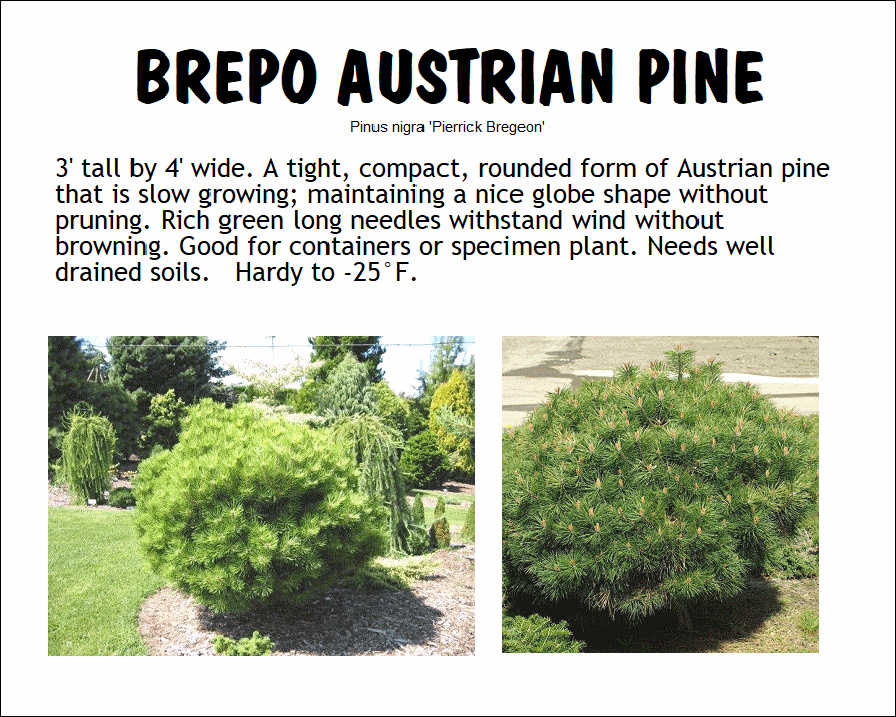 Austrian Pine, Brepo