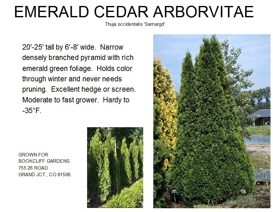 Emerald Cedar