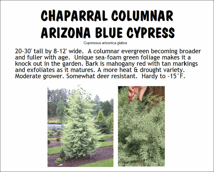 Cypress, Arizona, Chaparral
