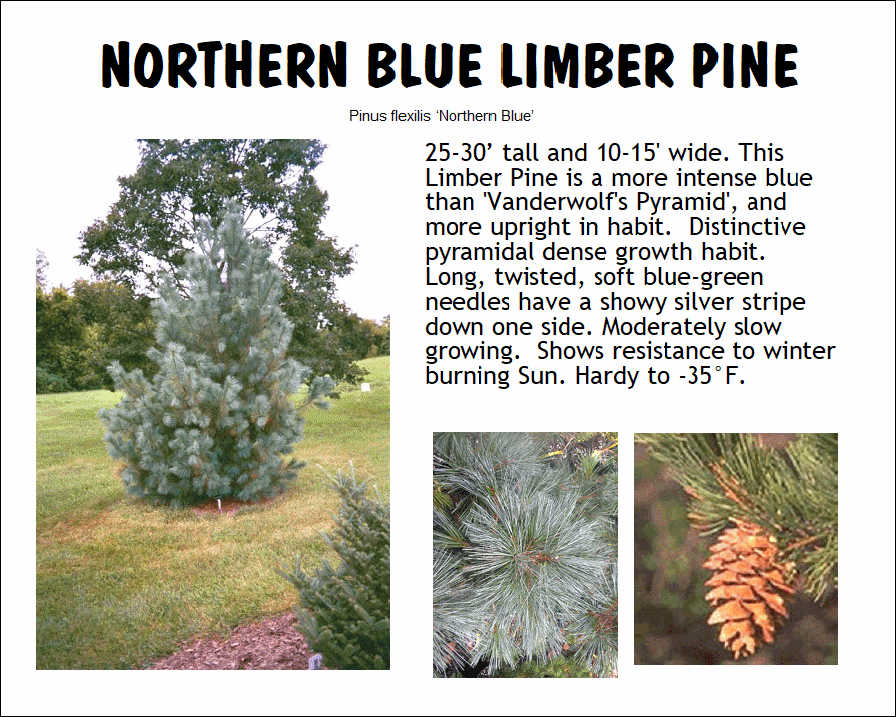 Limber Pine, Northern Blue
