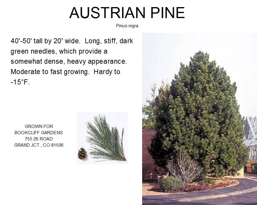 Austrian Pine