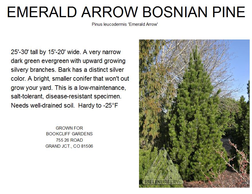 Bosnian Pine, Emerald Arrow