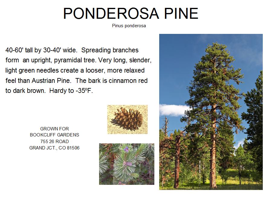 Ponderosa Pine