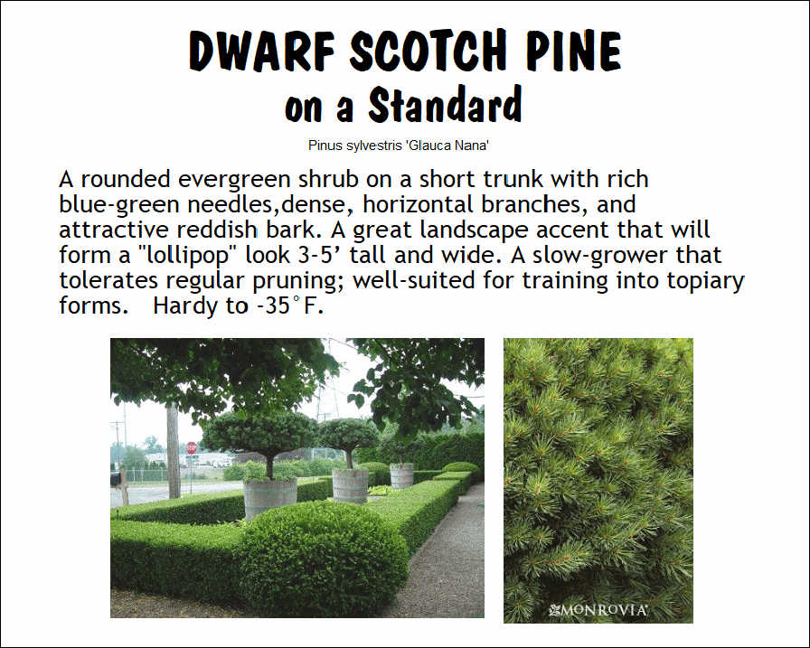 Scotch Pine, Dwarf, on Standard