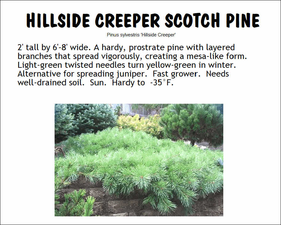 Scotch Pine, Hillside Creeper