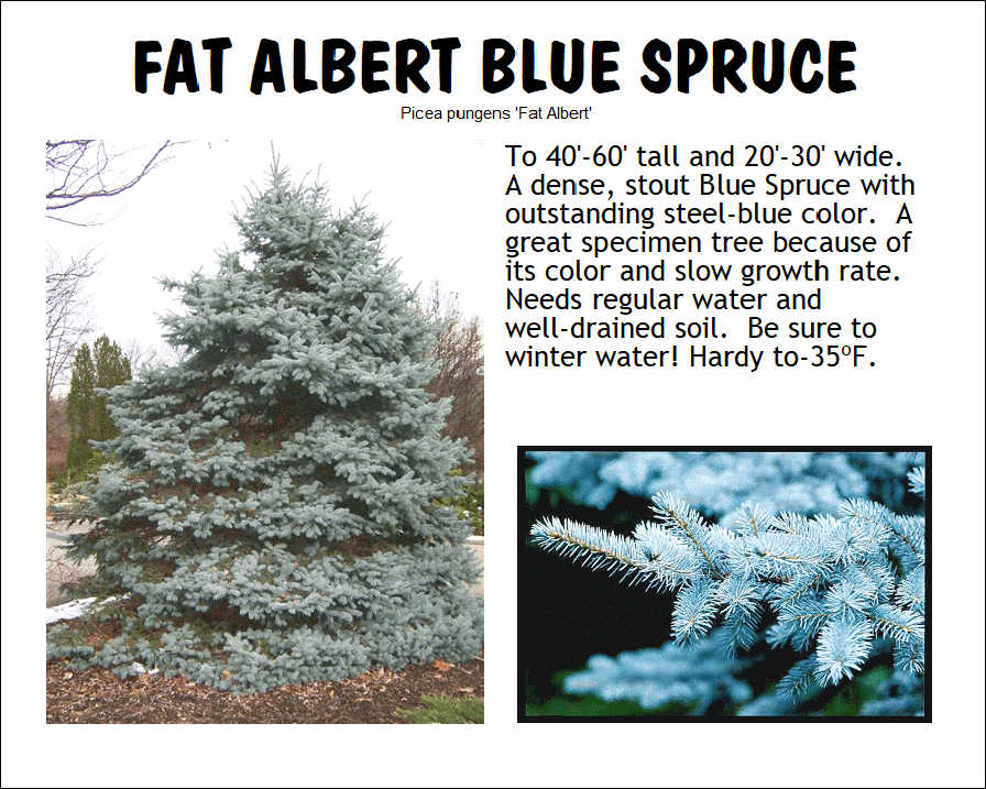 Colorado Spruce, Fat Albert