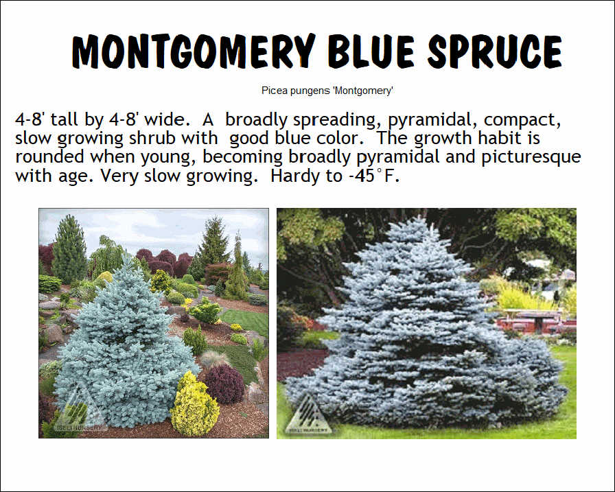 Colorado Spruce, Montgomery