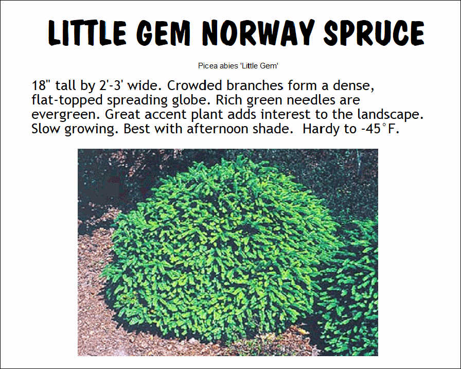 Norway Spruce, Little Gem