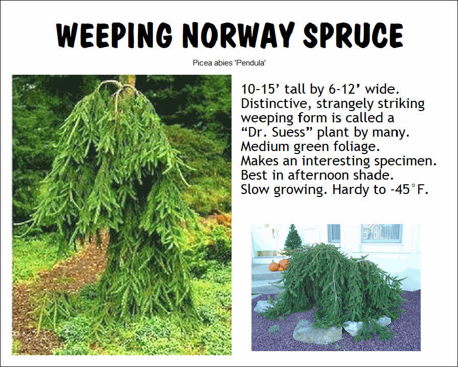 Norway Spruce, Weeping