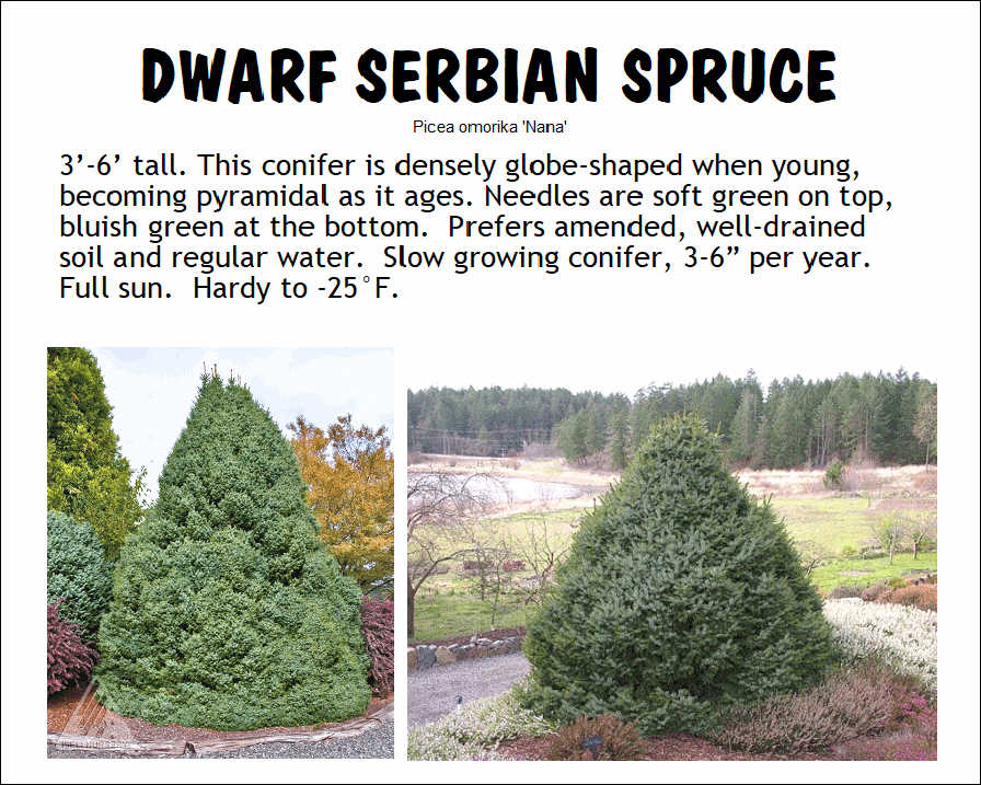 Serbian Spruce, Dwarf