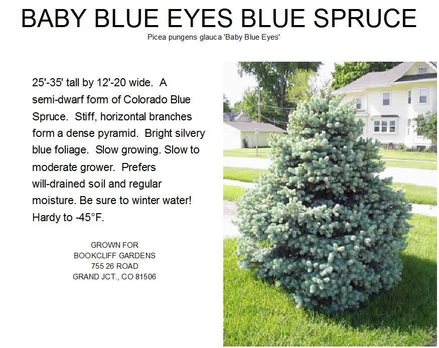 Colorado Spruce Baby Blue Eyes