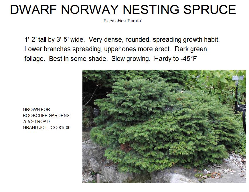 Norway Spruce, Dwarf (Nesting)