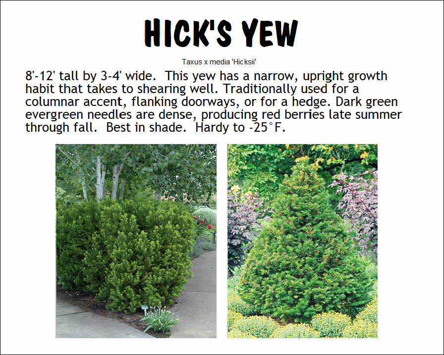 Yew, Hicks