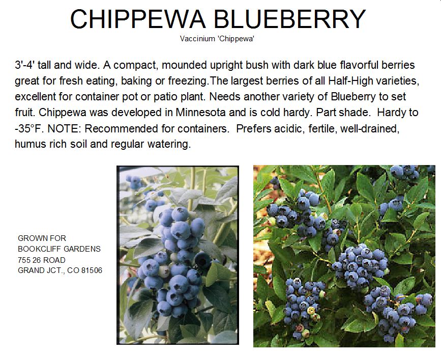 Blueberry, Chippewa