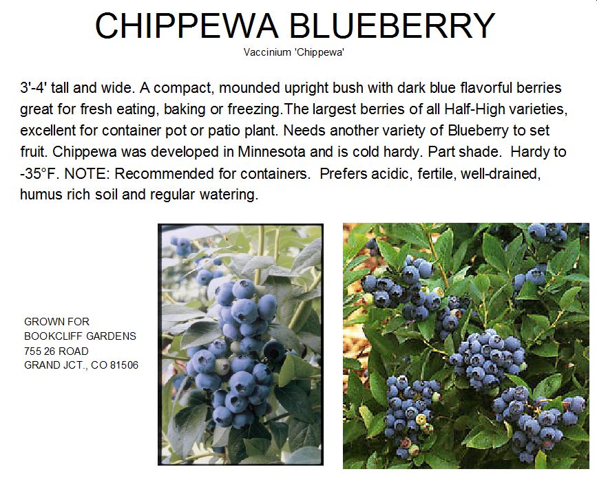 Blueberry Chippewa