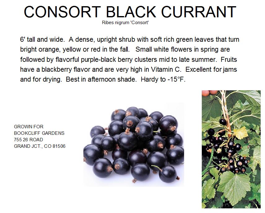 Currant, Consort Black