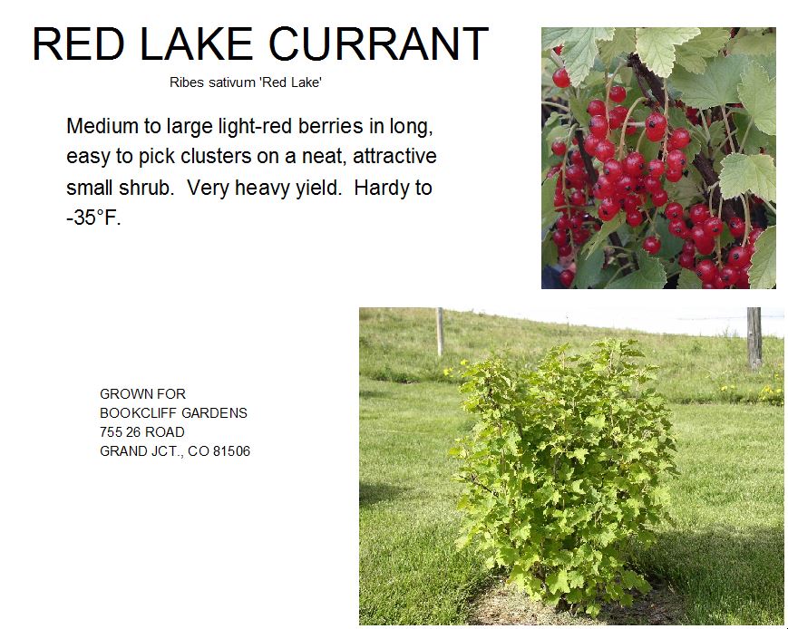 Currant, Red Lake
