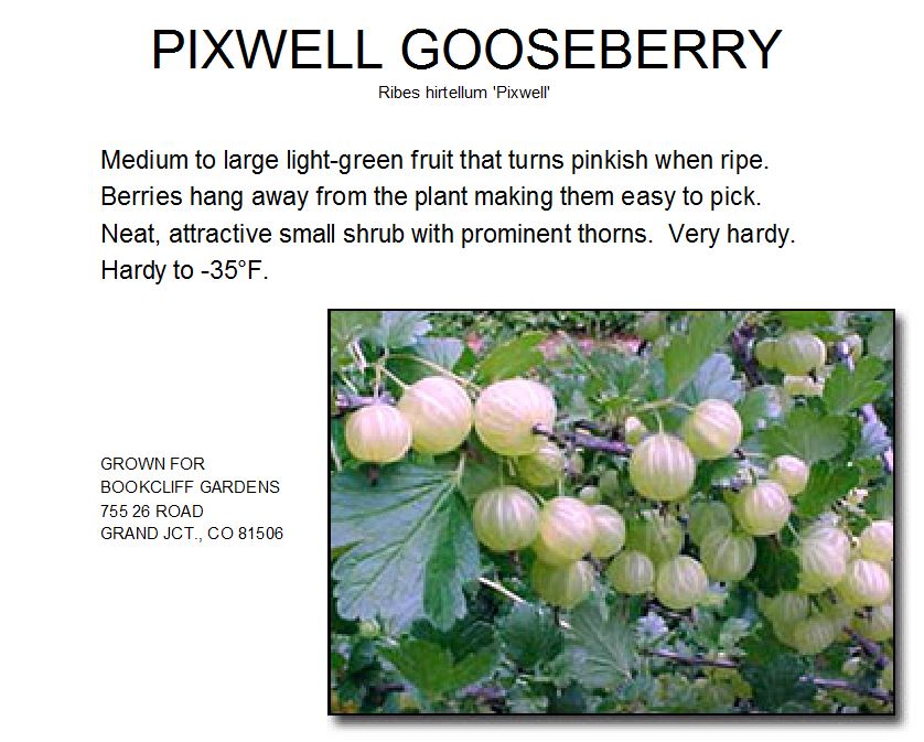 Gooseberry, Pixwell