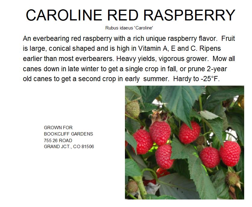 Raspberry, Caroline Red