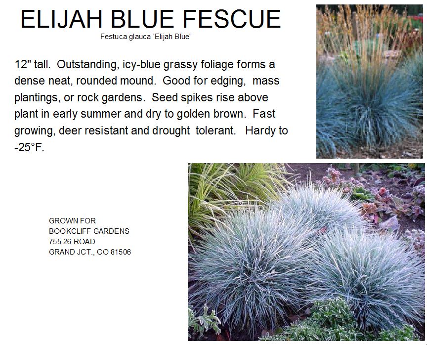 Fescue, Elijah Blue