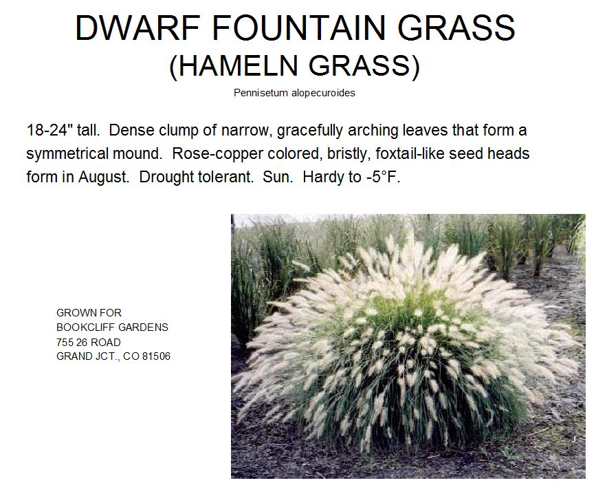 Fountain Grass, Hameln Dwarf