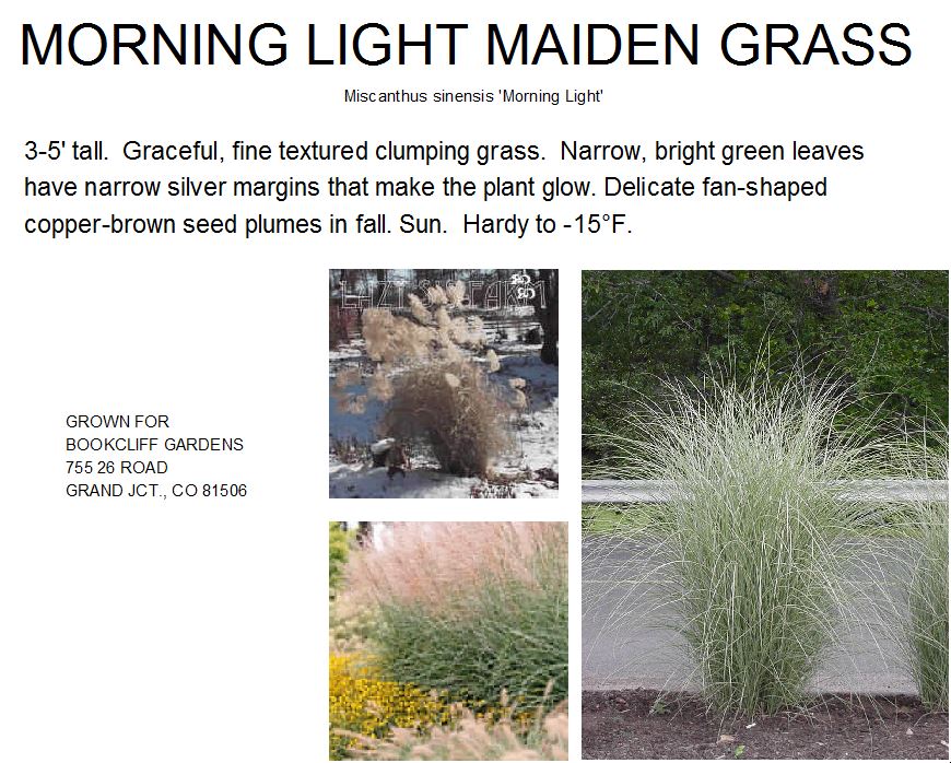 Maiden Grass, Morning Light