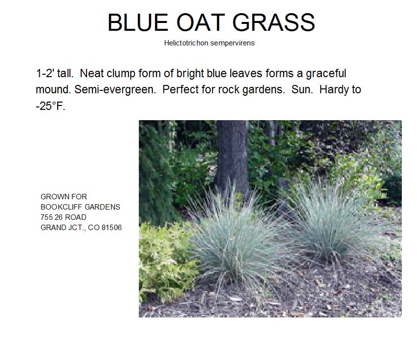 Oat Grass, Blue