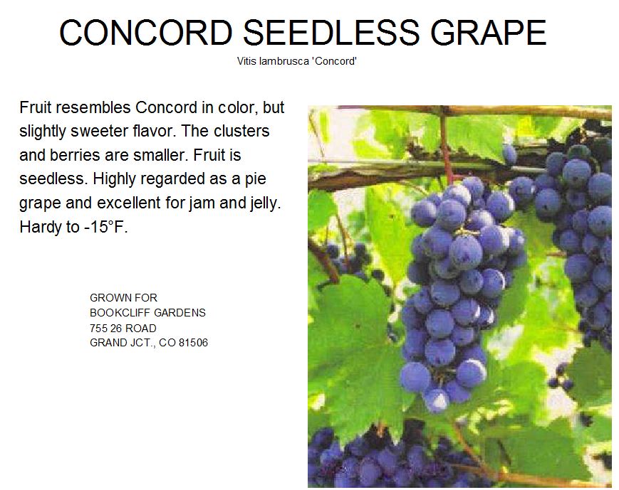 Concord Seedless