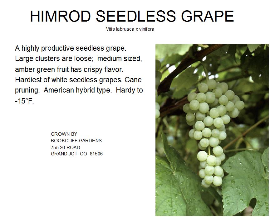 Himrod Seedless