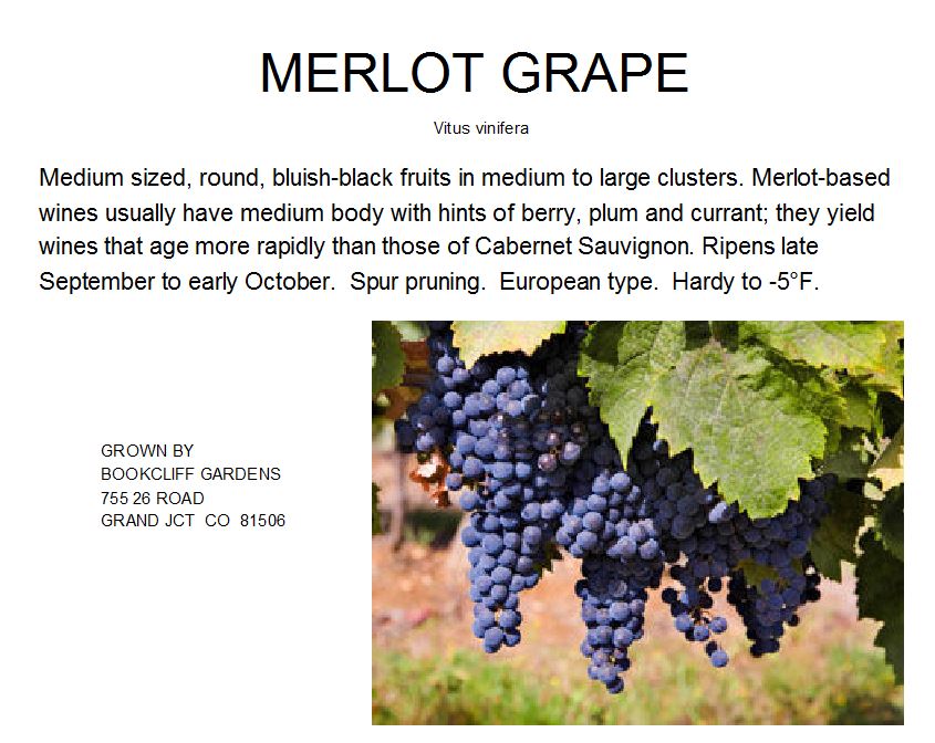 Merlot