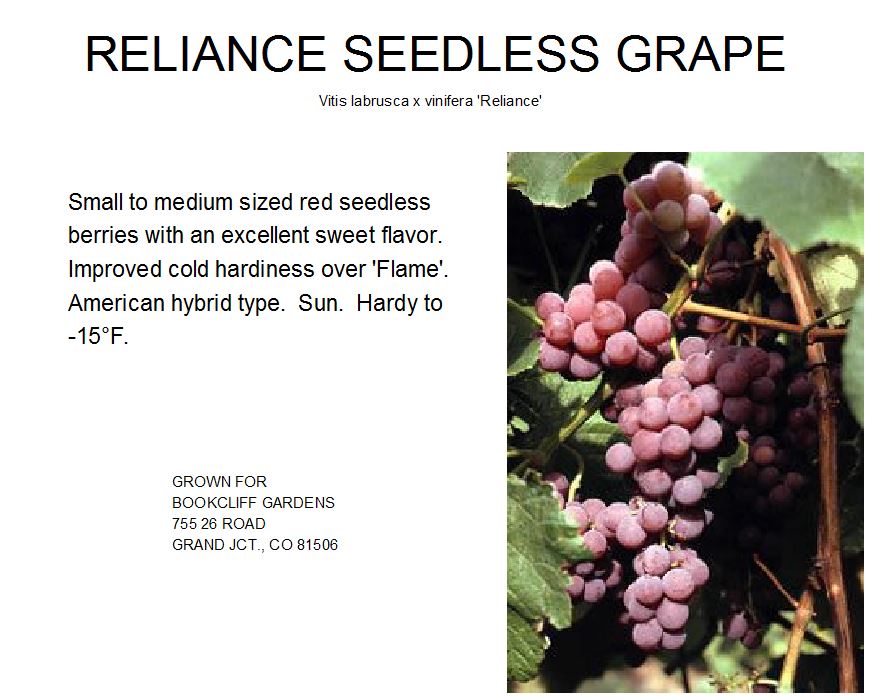 Reliance Seedless