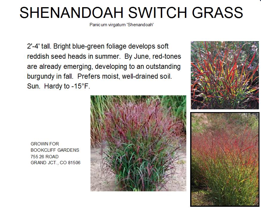 Switch Grass, Shenandoah