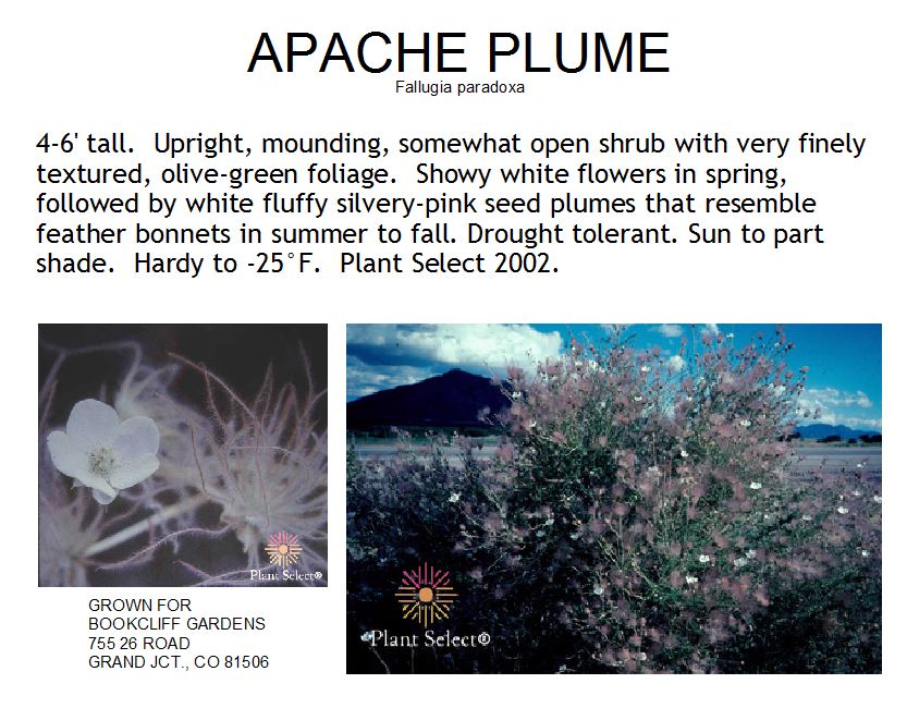 Apache Plume