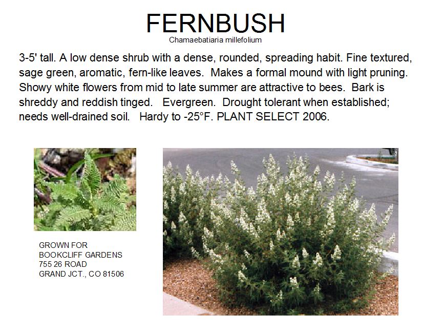 Fernbush