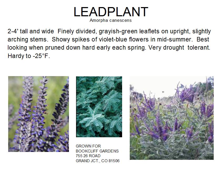 Leadplant