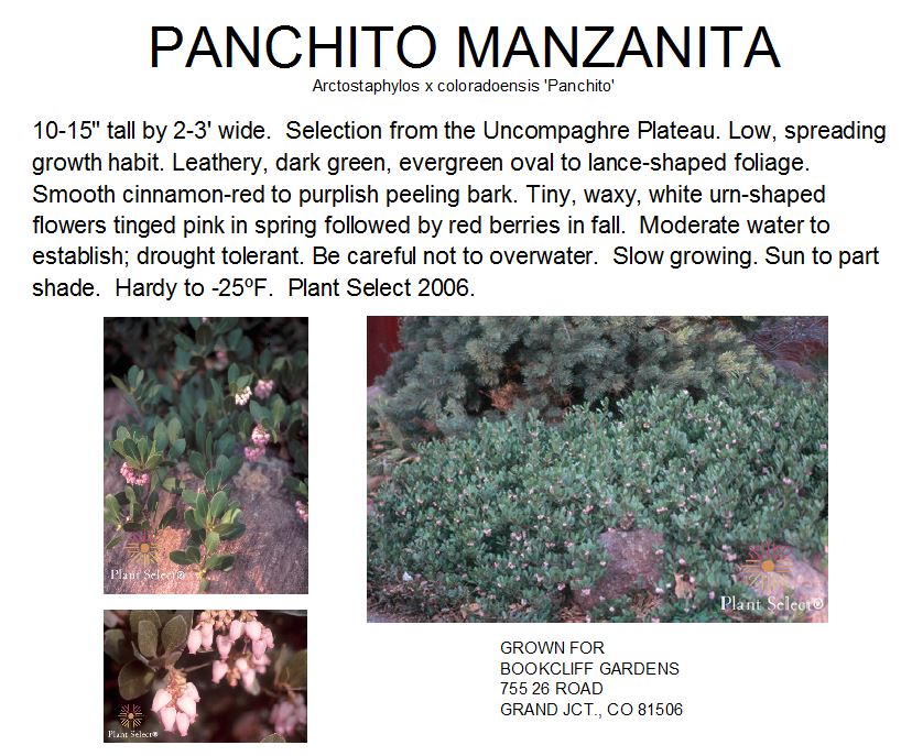 Manzanita, Panchito