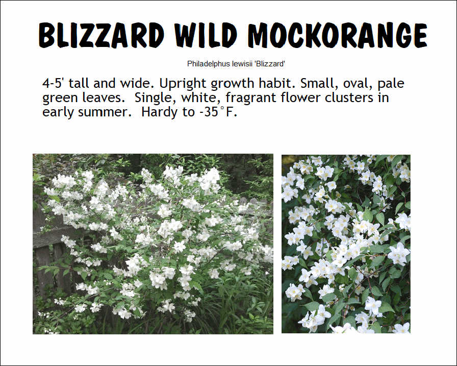 Mockorange, Blizzard