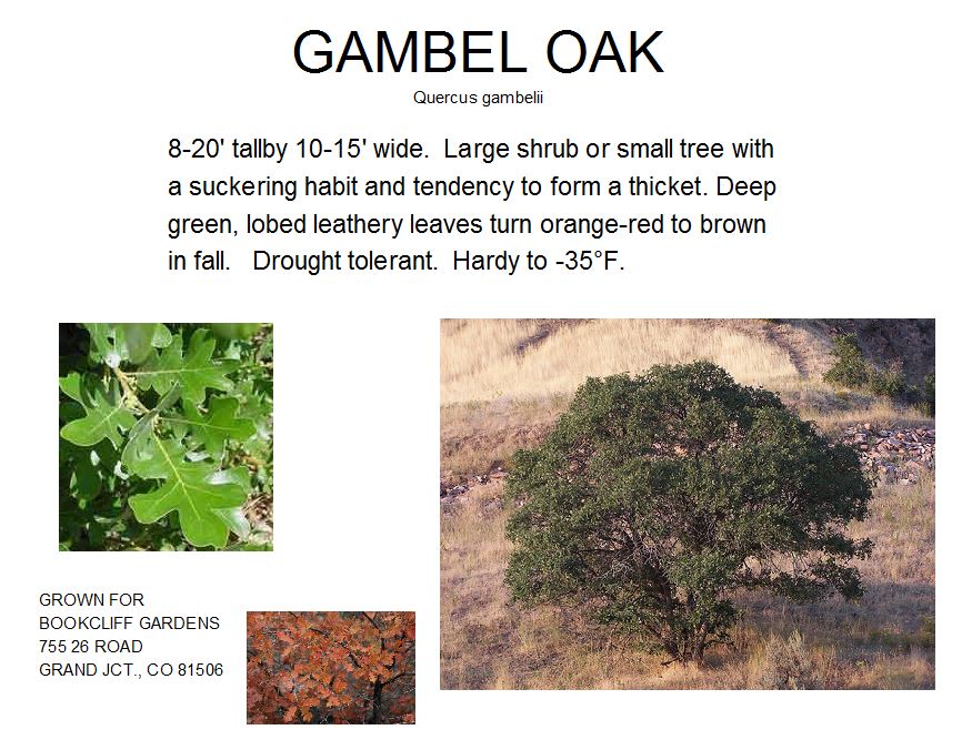 Oak, Gambel