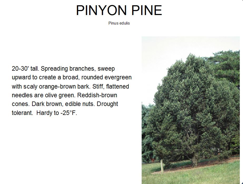 Pine Pinyon