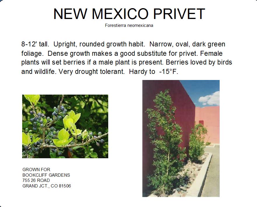 Privet, New Mexico