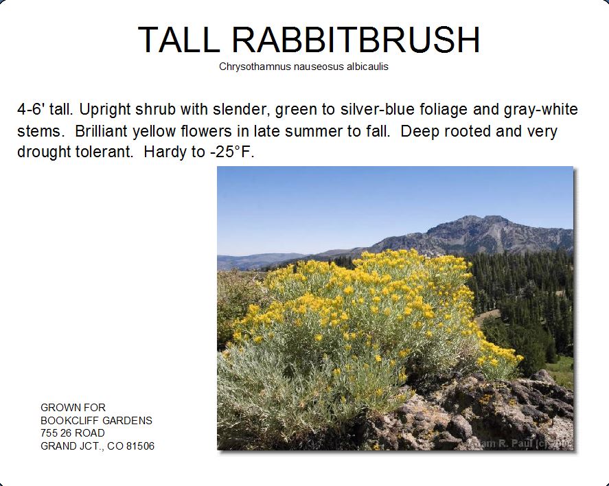 Rabbitbrush, Tall