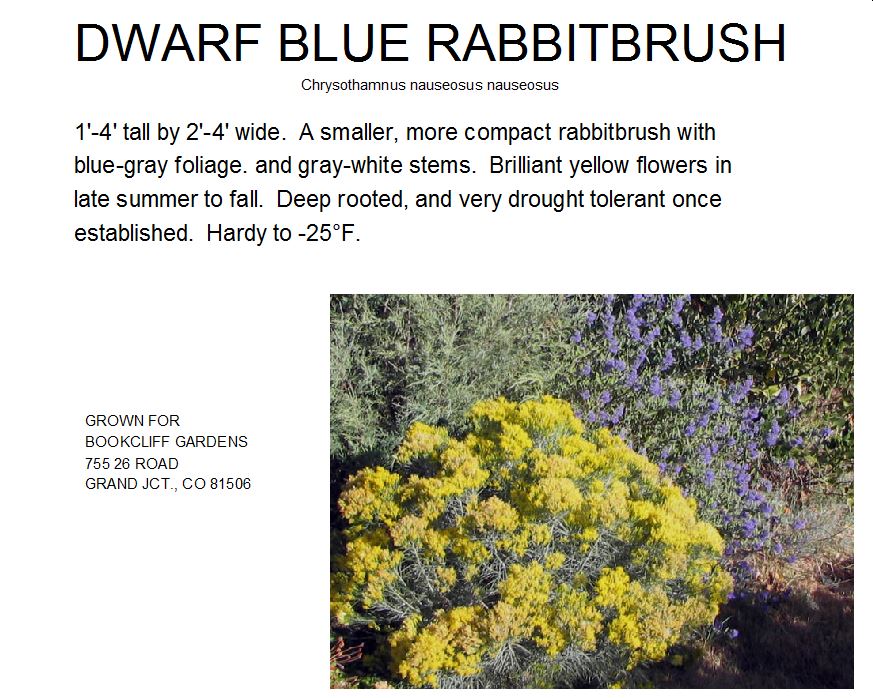 Rabbitbrush, Dwarf