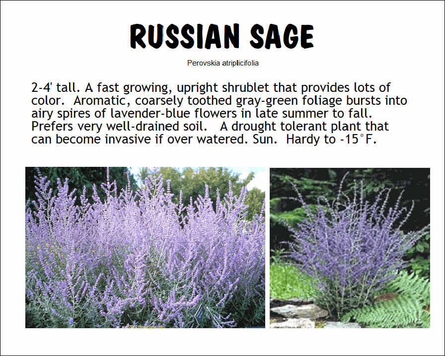 Russian Sage