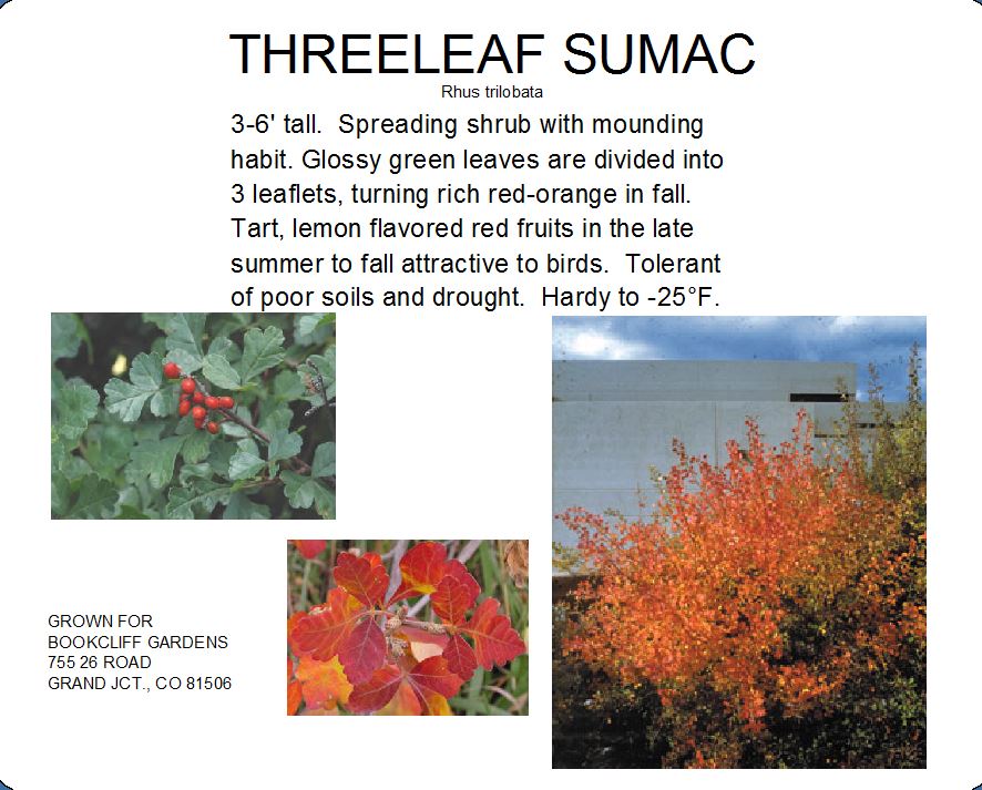 Sumac, Three Leaf